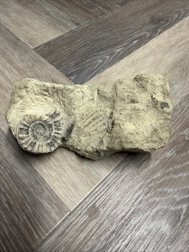 Stunning ammonite fossil - stunning,