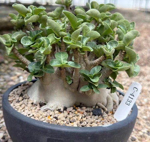 Adenium obesum wysiwyg garden - adenium,
