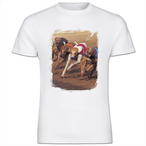 Grey hound dogs - grey, racing