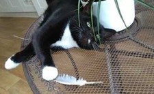 Natural FEATHERS from UK x35 FREE FALLEN Seagull PIGEON Toys 4 Cats UK seller