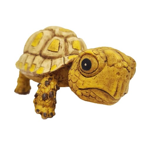 Betta baby turtle aquarium - turtle,