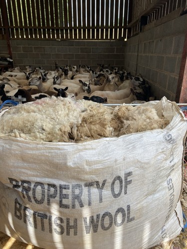 Raw sheep wool fleece - raw, wool/fleece