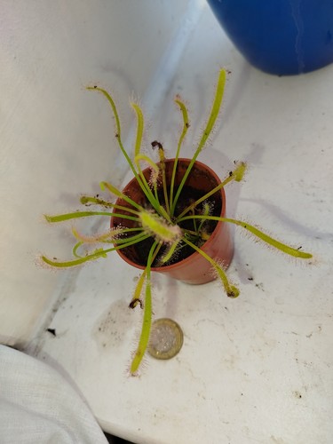 Sundew drosera capensis - drosera,