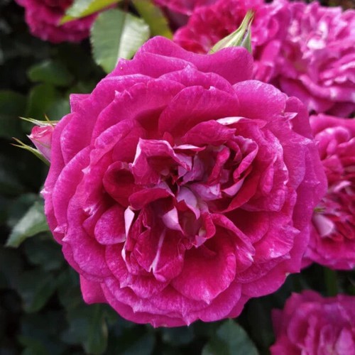 Let celebrate rose bush - celebrate',