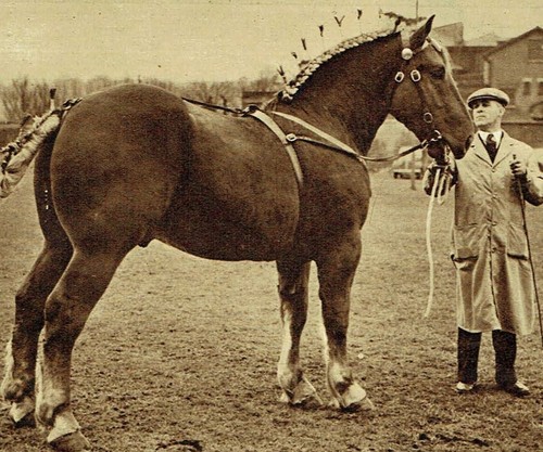 Suffolk spring stallion show - suffolk,