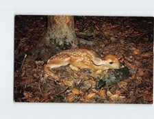Postcard New Born Fawn