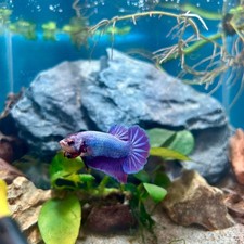 Betta Male Purple Pink Plakat