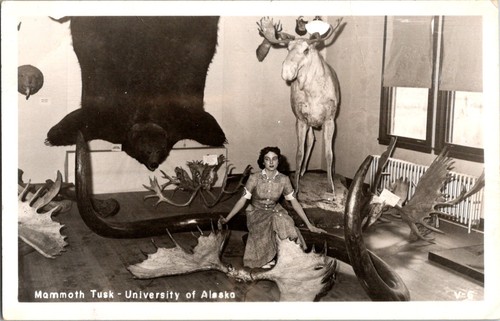 Mammoth tusk taxidermy - mammoth,