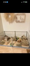 hamster cage
