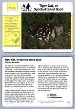 Tiger Cat / Spotted-tailed Quoll #110.4 Mammals- Grolier Wildlife Adventure Card