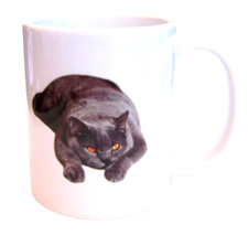 A BRITISH BLUE Short-Haired