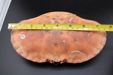 Large 20cm Brown Crab Shell