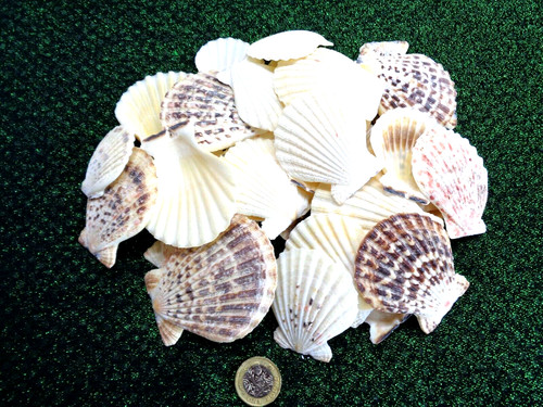 Scallop candy fan - x,