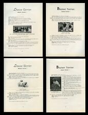 LHASA APSO TIBETAN TERRIER DOG ANTIQUE PAGES Count Henry Van Bylandt c. 1900