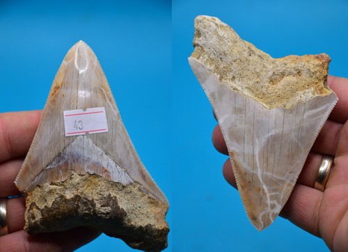 Sale beautiful megalodon - sale..beautiful,