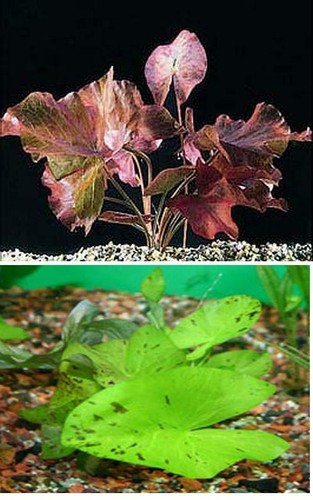 Lotus bulb red green - -,