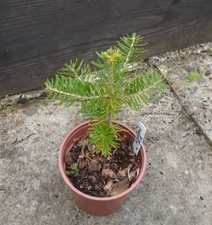ABIES KOREANA KOEAN FIR  Tree seedling 1 LITRE POT,