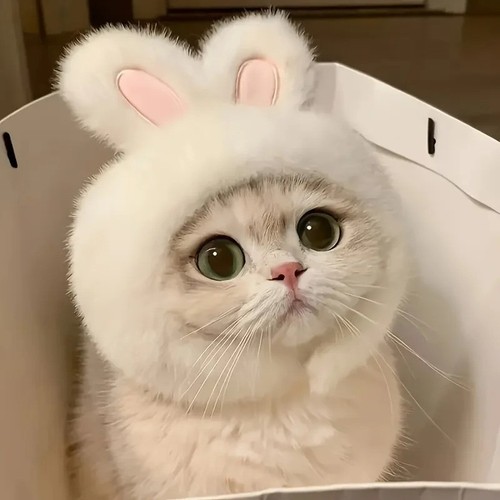 Bunny ears cat hat - ears,