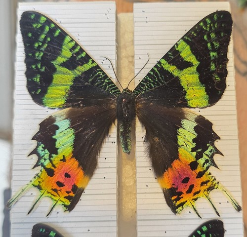 Madagascan sunset moth set - madagascan,