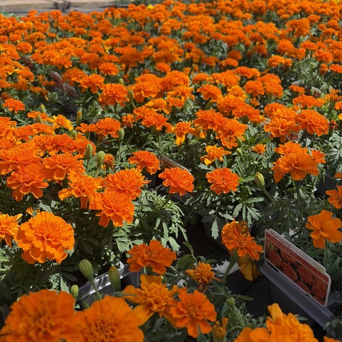 French orange marigold pack - marigold, 6