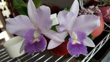 Cattleya/ Lc.  Final Blue