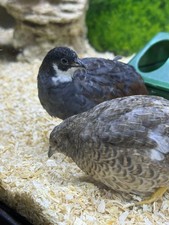 Hatching eggs 12+ “Button