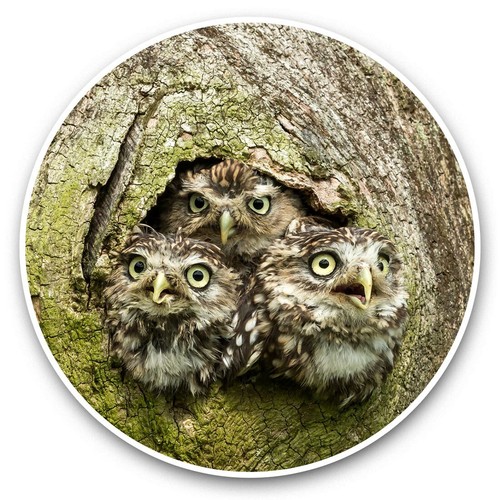 Vinyl stickers 10cm owl - vinyl,