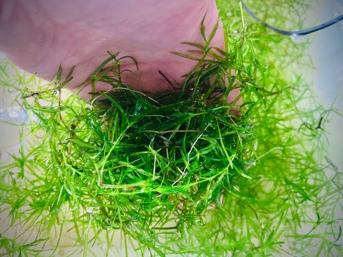 Guppy grass aquarium tropical - guppy,