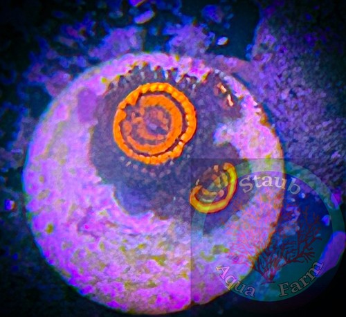 Saf twizzler zoanthid - saf~twizzler,