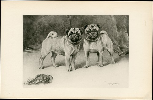 Pug fawn dogs rare - dogs,