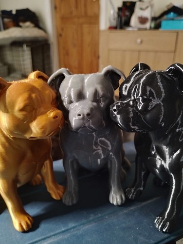 Staffie bull terrier - bull,