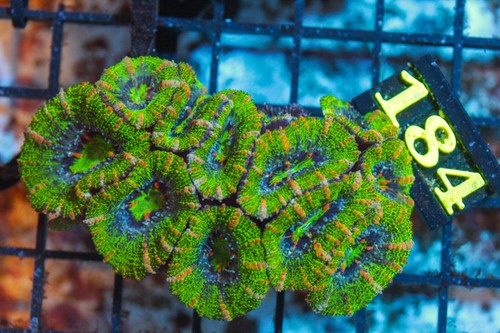 Wysiwyg live coral corals - live,