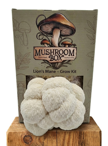 Lions mane mushroom - kit, xl