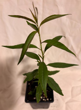Wild Peach Tree fruiting UK