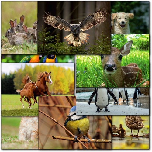 Doodlecards pack animal - doodlecards,