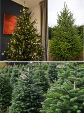 Christmas Tree seeds | Norway