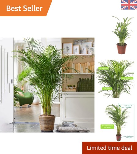 Elegant 40cm areca palm - areca,