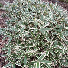 Veitch's Bamboo Cane Plant Sasa Veitchii 30-60cm Potted Garden Outdoor 2L Pot