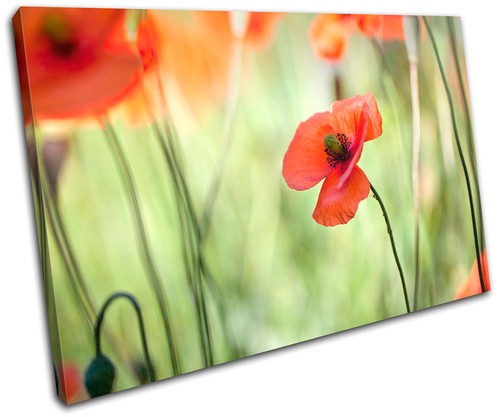 Poppy field flowers floral - poppy,