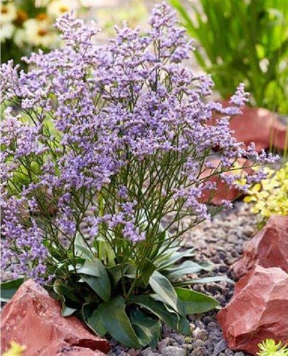 Limonium sea lavender - limonium,