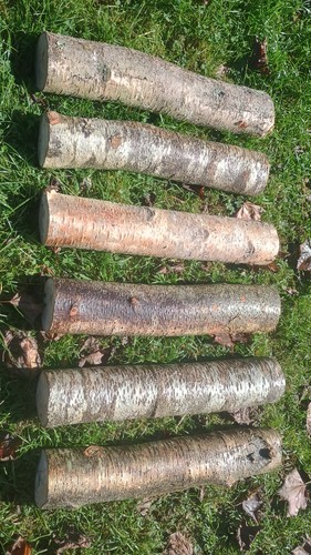 Silver birch logs real - , wood