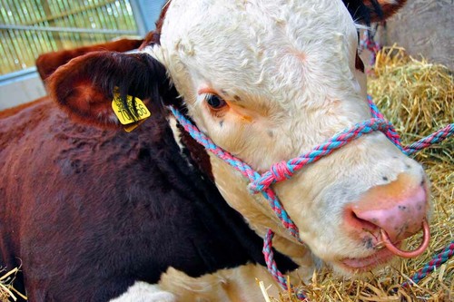 Pedigree hereford cow cattle - hereford,