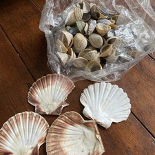 Sea shells large lot mixed - large,