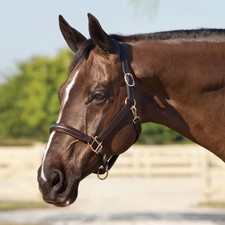 Customisable Premium Horse