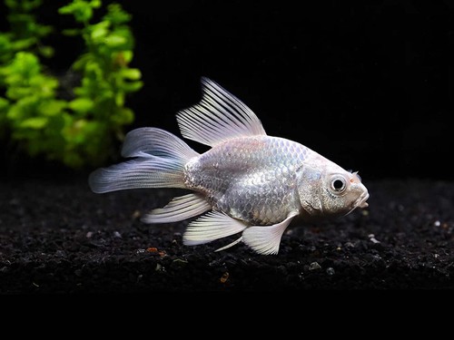 Platinum longfin short - longfin,