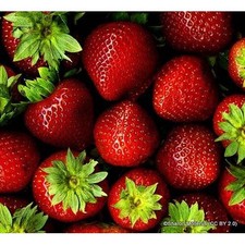 Strawberry 'Cupid' - 10 bare