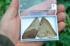 2 X REAL MEGALODON SHARKS