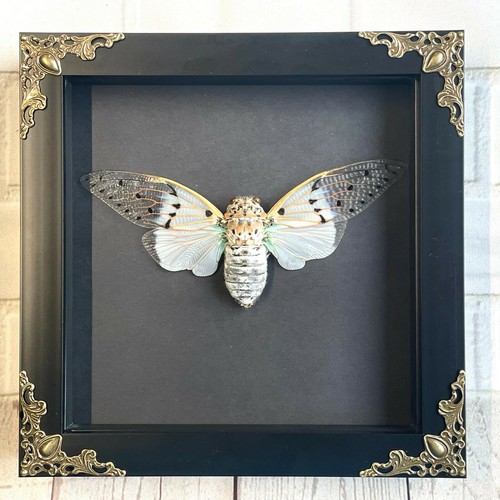 White ghost cicada ayuthia - white,