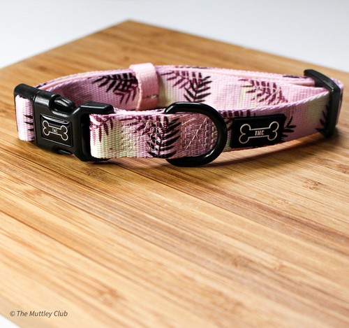 Dog collar bundle - collar, lot