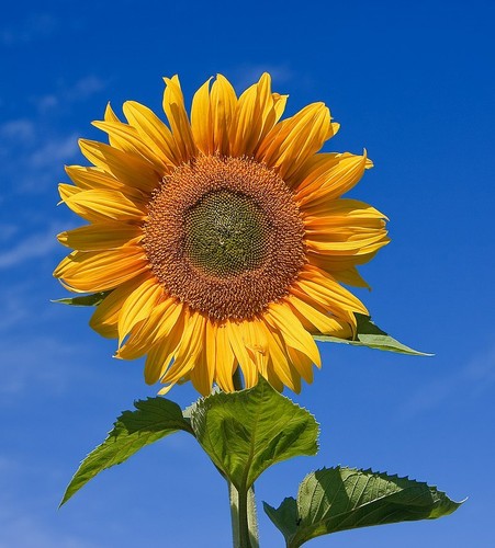 Seeds tallest sunflower - 10,